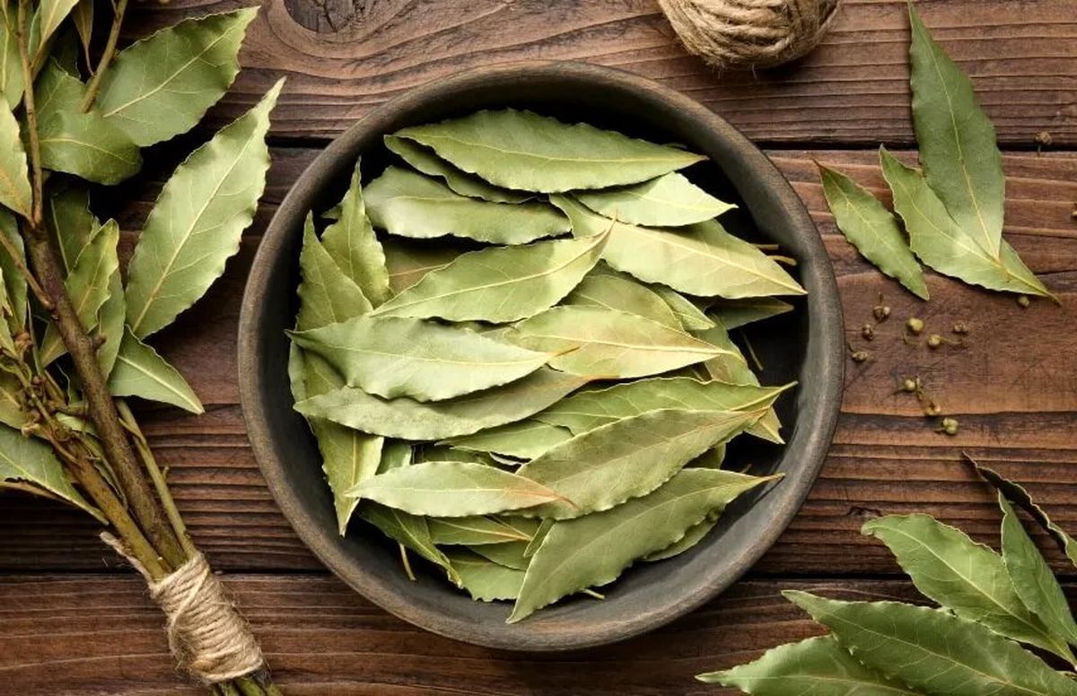 ادویه برگ بو چیست؟ مواد، ترکیبات و طرز تهیه ادویه برگ بو + خواص 10 ادویه برگ بو