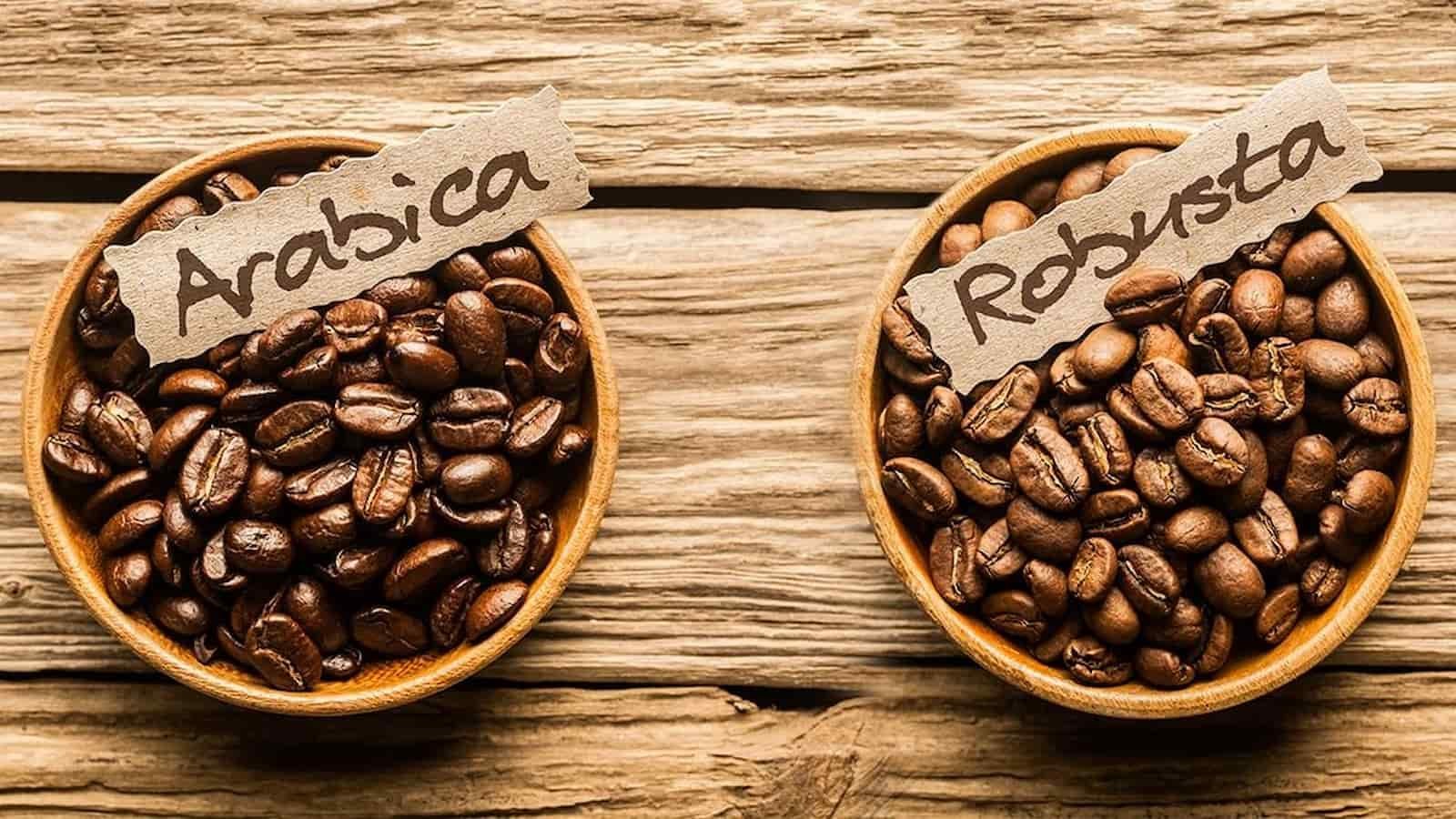 مقایسه کامل قهوه عربیکا و روبوستا: تفاوت ها خواص و طعم های متفاوت 11 مقایسه میزان کافئین