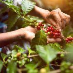 قهوه چگونه تولید میشود