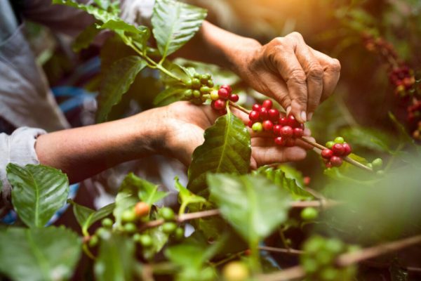قهوه چگونه تولید میشود